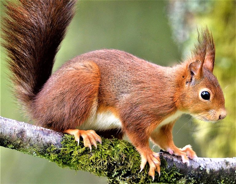   L' Écureuil roux  (Sciurus vulgaris)
