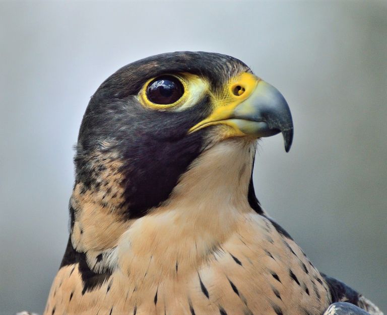    Le Faucon pèlerin  (Falco peregrinus)
